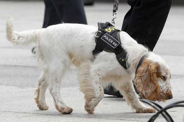 Secret Service Dogs on Patrol